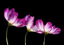 Download Free PNG Images of Beautiful Purple Flowers with Petals for Graphic Design and Social Media Page Styling