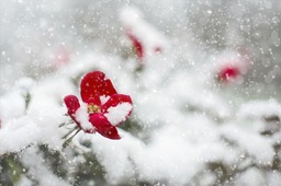 Download Stunning Red Rose and Snow Winter Backgrounds for Free