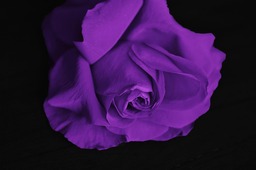 Download Beautiful Rose Pictures: Free High Quality Backgrounds for Social Media, Design and More