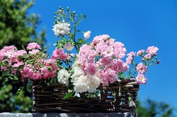 Download Beautiful Rose Images: Bouquet of Roses, Blossom, Backgrounds for Web and Social Media Designs!