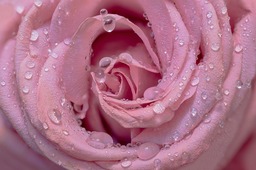 Free Downloadable Rose and Dewdrop Background Images