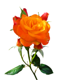Beautiful Nature and Rose Backgrounds in PNG Format – Free Download for Graphic Design, Advertising, and Social Media Pages