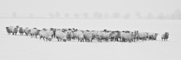 Stunning Winter Sheep Herd Backgrounds for Free Download in JPG Format