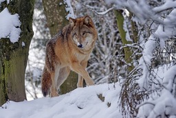 Majestic Wolf Wallpapers for Free Download: Discover the Predatory Beauty of Mongolian Winter