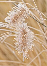 Free Downloadable Grass and Herbs Phone Wallpapers for Winter Backgrounds
