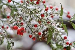 Heavenly bamboo and Nandina berry: Winter Backgrounds for Download