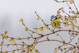 Free Downloadable Winter Bird and Blue Tit Forsythia Background Images in JPG Format for Graphic Design and Social Media Styling