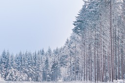 Free Downloadable Winter Forest Backgrounds in JPG Format for Web Design and Social Media Styling