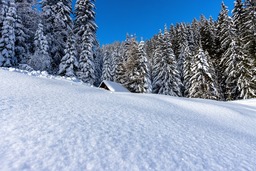 Free Winter Backgrounds with Mountains, Trees, and Forests for Download