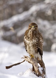 Winter Buzzard Backgrounds: Free JPG Images for Graphic Design, Advertising, and Web Design