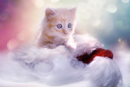 Download Free Kitten and Heart Xmas Gray Background Images in JPG Format for Graphic Design and Web Styling