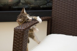 Pet-loving fun: Free download of hilarious small kitten backgrounds in JPG format for graphic design and more