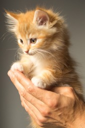 Free Downloadable Kitten and Cat Funny Backgrounds in JPG Format for Graphic Design and Social Media Page Styling