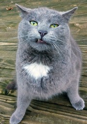 Cute and Hilarious Cat Backgrounds: Free Download of Funny and Silly Images in JPG Format for Graphic Design and Social Media