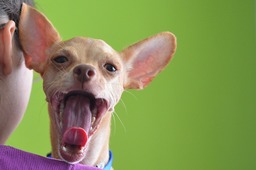 Download free funny chihuahua dog backgrounds in JPG format for web and social media design