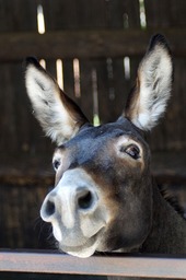 Free Downloadable Donkey Portrait Images with Long Ears: Funny and Unique Backgrounds