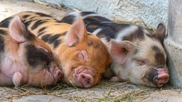 Get Creative with Free Downloadable Piggy, Piglet and Funny Background Images in JPG Format
