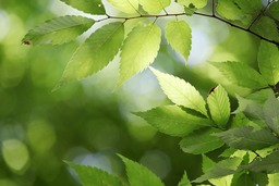 Free Downloadable Leaves, Tree and Plant Abstract Backgrounds: Perfect for Graphic Designers and Social Media Styling