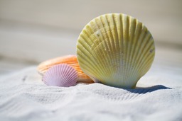Summer Vibes: Stunning Shell and Sand Backgrounds for Web Design and Beyond - Free Download in JPG Format