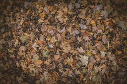 Free Download High-Quality Autumn Leaves Foliage Backgrounds in JPG Format for Graphic Design and Web Design