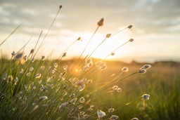 Free Autumn Nature Backgrounds with Plume and Sunset - Download in JPG Format for Graphics, Design, Web and Social Media