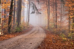 Free Autumn Road and Forest Backgrounds in JPG Format for Graphic Design and Social Media Pages
