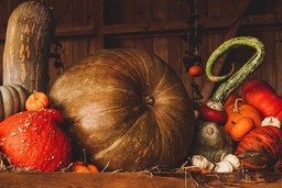 Free Pumpkin Harvest Autumn Backgrounds for Download