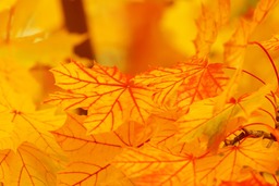 Get Stunning Autumn Leaves and Foliage Background Images for Free Download