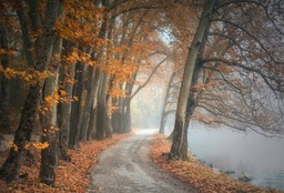 Free Autumn-themed Background Images with Trees, Fog, and Paths for Graphic Design, Social Media, and Web Styling Purposes - Download JPGs for Free.