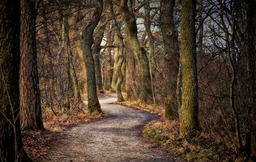 Download Free Autumn Tree Path Images - Forest Backgrounds in JPG Format for Graphic Design and Social Media Styling