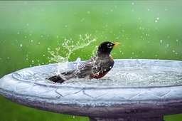 Get Inspired by the Perfect Summer Splash with Our Free Bird Bath Backgrounds in JPG Format!