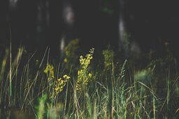 Summer Backgrounds: Free Download of Flower and Grass Images in JPG Format