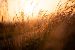 Download Free Summer Backgrounds - Reed, Field, and Sunset Images in JPG Format
