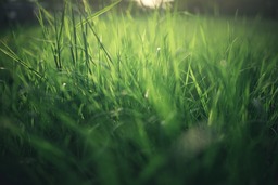 Get your Free Summer Meadow Nature Background in JPG Format - Perfect for Graphic Design, Advertising & Social Media Pages
