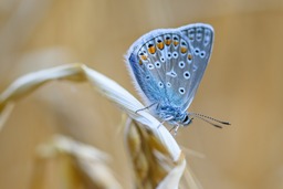 Download Free Summer Butterfly and Common Blue Insect Background Images in JPG Format for Graphic Design and Social Media Styling
