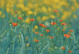 Beautiful Summer and Spring Flowers - Free Download Background Images in JPG Format