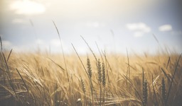Get Free Wheat and Barley Summer Backgrounds in jpg Format for Graphic Design and Social Media Styling