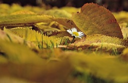 Free Downloadable Daisy, Flower, and Leaves Autumn Background Images in JPG Format for Graphic Design and Social Media Styling
