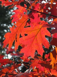 Autumn Forest: Free Download Branches, Leaves, and Backgrounds in JPG Format