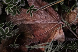 Get your Free Autumn Leaves and Hoarfrost Backgrounds in JPG Format for Graphic Design and Social Media Pages