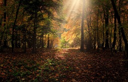 Free Downloadable Autumn Forest Sunbeams Backgrounds in JPG Format for Graphic Design and Social Media