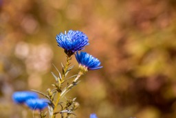 Autumn Asters and Backgrounds: Free Download for Graphic Design and Social Media Styling