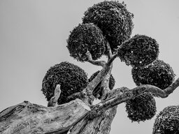 Download Free Stunning Tree Wallpapers and Beautiful Black and White Background Images