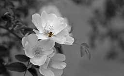 Download Stunning Black and White Flower Blooms for Your Designs: Free JPG Images for Web, Social Media and More!
