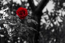 Free Black and White Rose Flower Backgrounds in JPG Format for Graphic Design and Social Media Pages