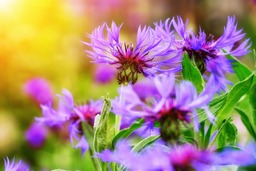 Purple Cornflowers and Flowers: Free Downloadable Backgrounds in JPG Format for Graphic Design and Social Media Styling