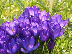 Beautiful Crocus Flowers on a Purple Background - Free Downloads for Graphic Design and Web Design!