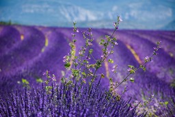 Get your hands on stunning Lavender-themed images - Free Download for graphic design and more!