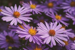 Free Download High-Quality Autumn and Aster Purple Background Images in JPG Format for Graphic Design