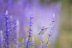 Beautiful Hummingbird Flight Among Flowers on Purple Background - Free JPG Backgrounds for Graphic Design and Social Media Pages